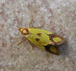 Agapeta zoegana