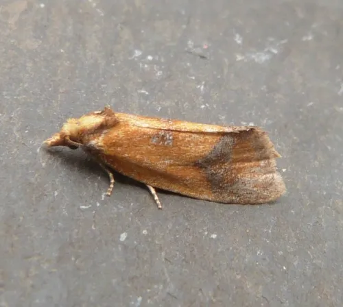 Agapeta zoegana - photo 2