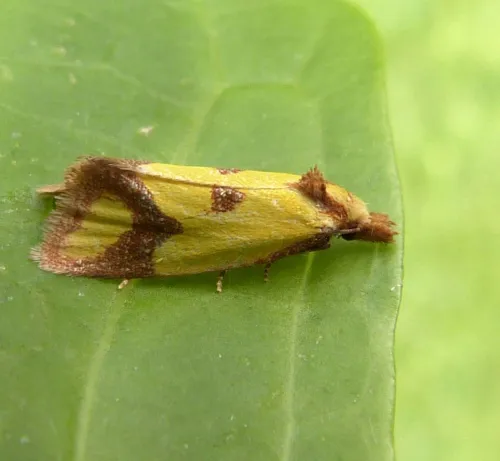 Agapeta zoegana - photo 3