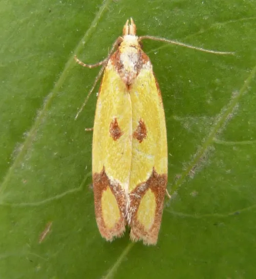 Agapeta zoegana - photo 4