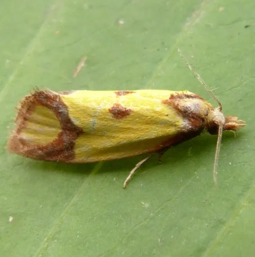 Agapeta zoegana - photo 5