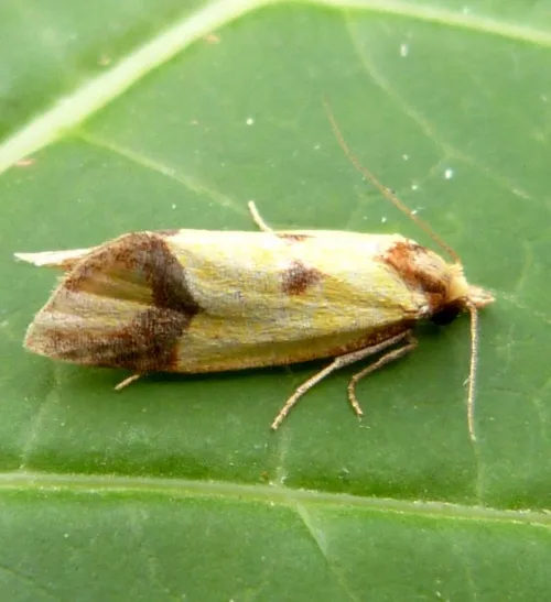 Agapeta zoegana - photo 6