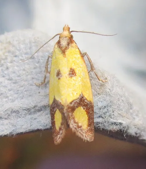 Agapeta zoegana - photo 7