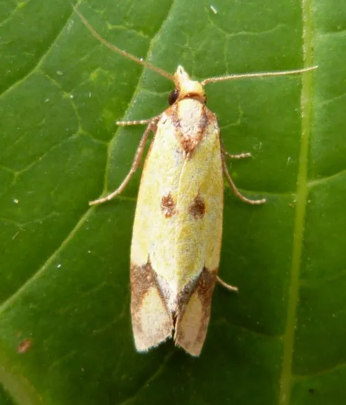 Agapeta zoegana - photo 8