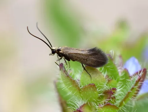 Agapetus ajpetriensis