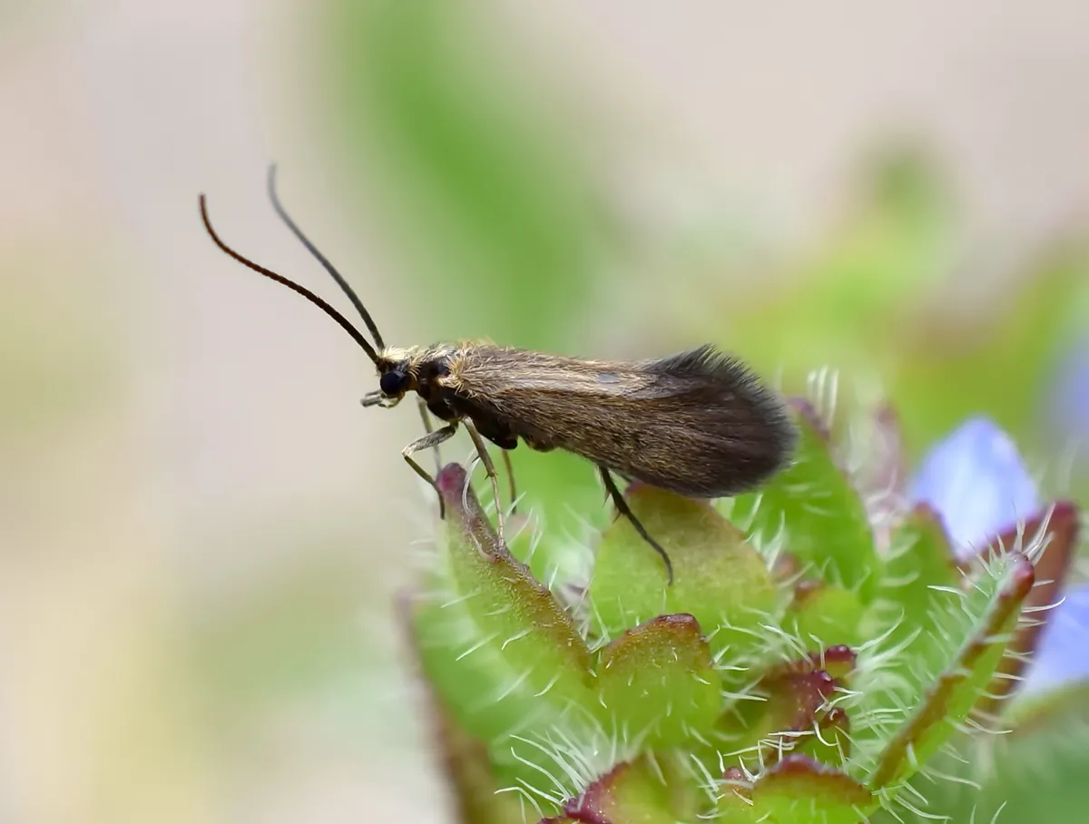 Agapetus ajpetriensis - photo 3