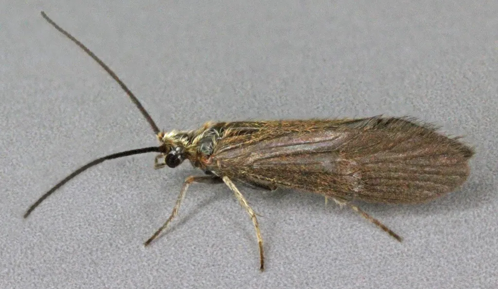 Agapetus fuscipes - photo 2