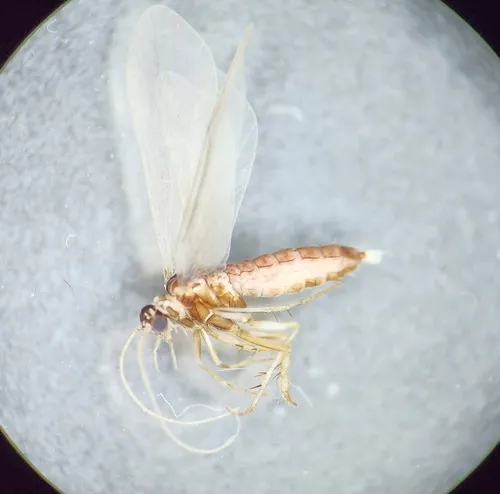 Agapetus iridipennis