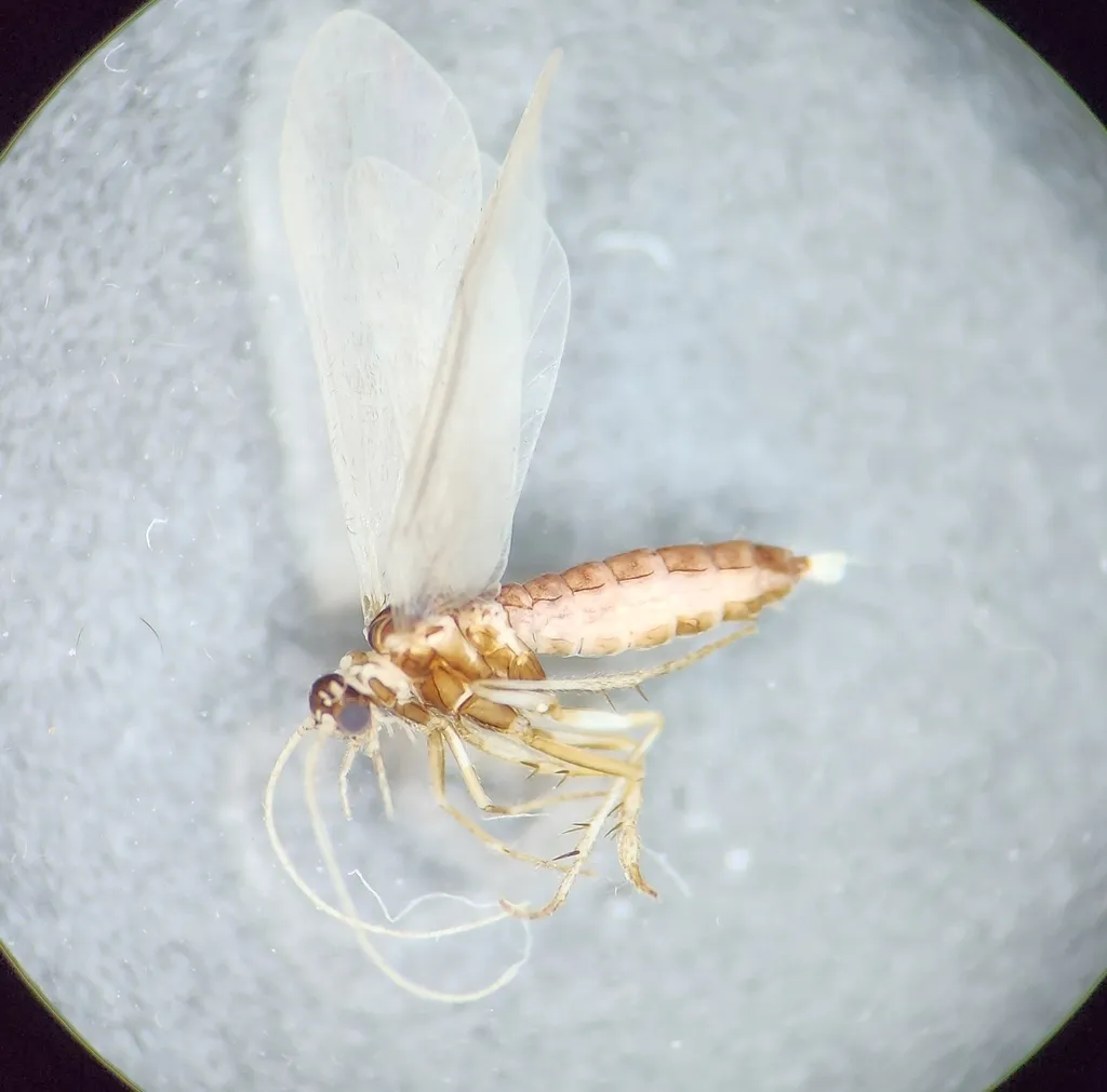Agapetus iridipennis - photo 2