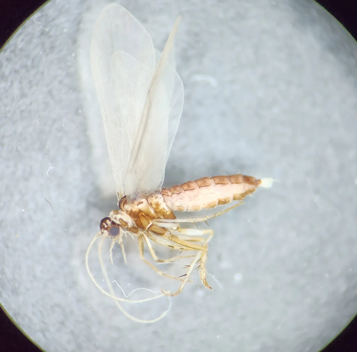 Agapetus iridipennis - photo 3