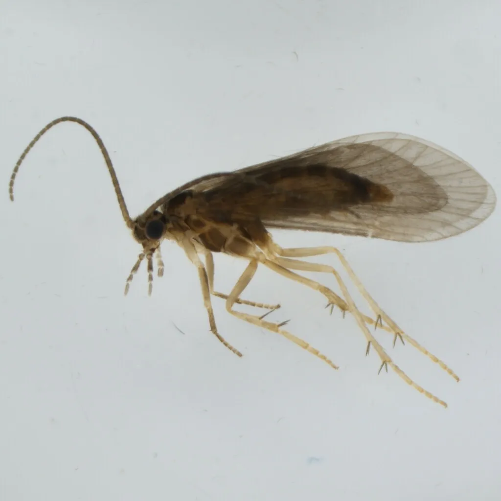 Agapetus laniger - photo 2