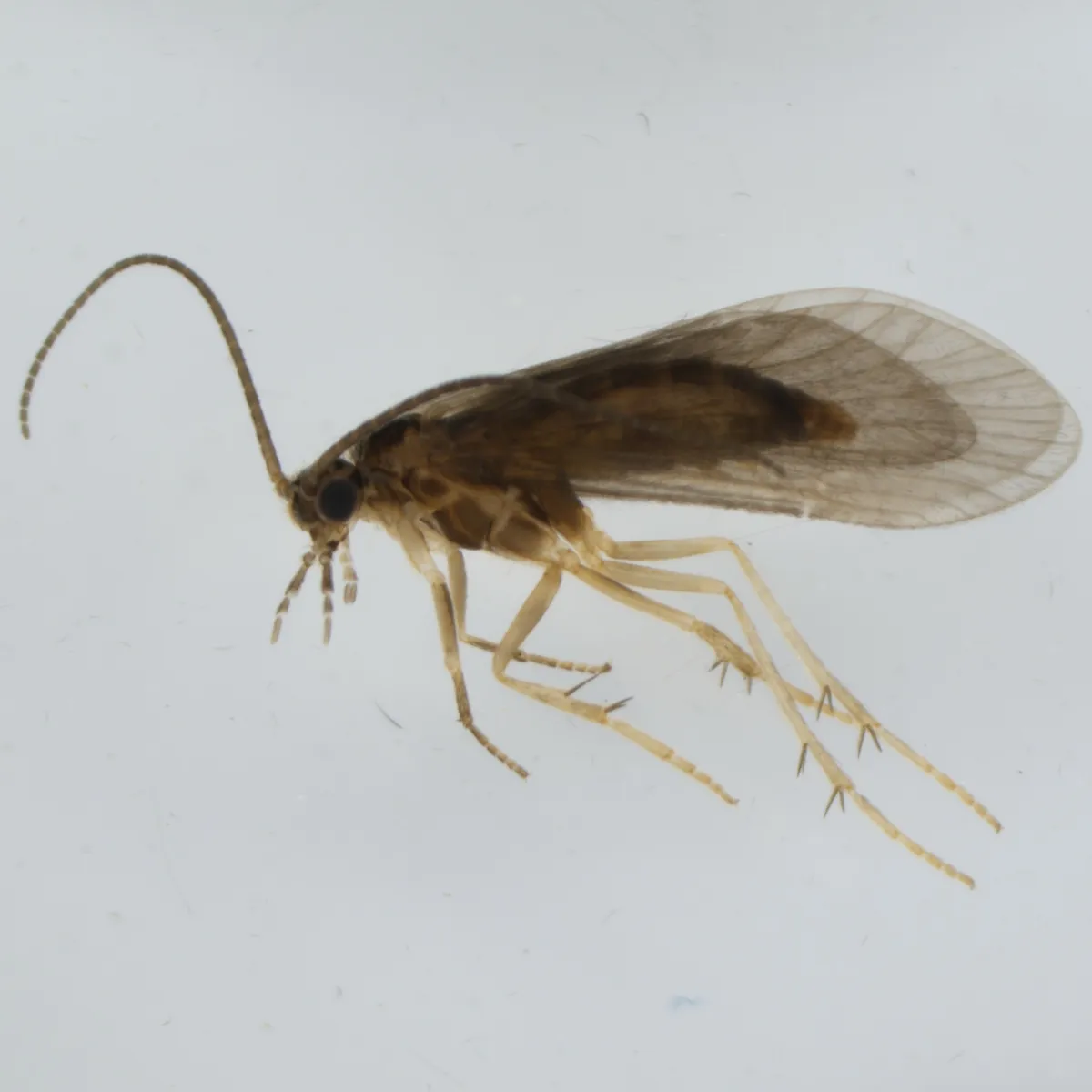 Agapetus laniger - photo 3
