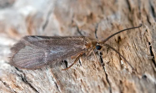 Agapetus ochripes