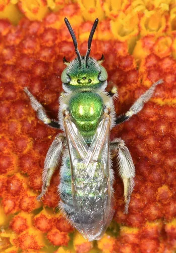 Agapostemon angelicus