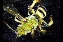 Agapostemon femoratus