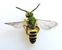Agapostemon femoratus - photo 2