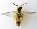 Agapostemon femoratus - photo 3