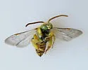 Agapostemon femoratus - photo 4