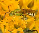 Agapostemon femoratus - photo 5