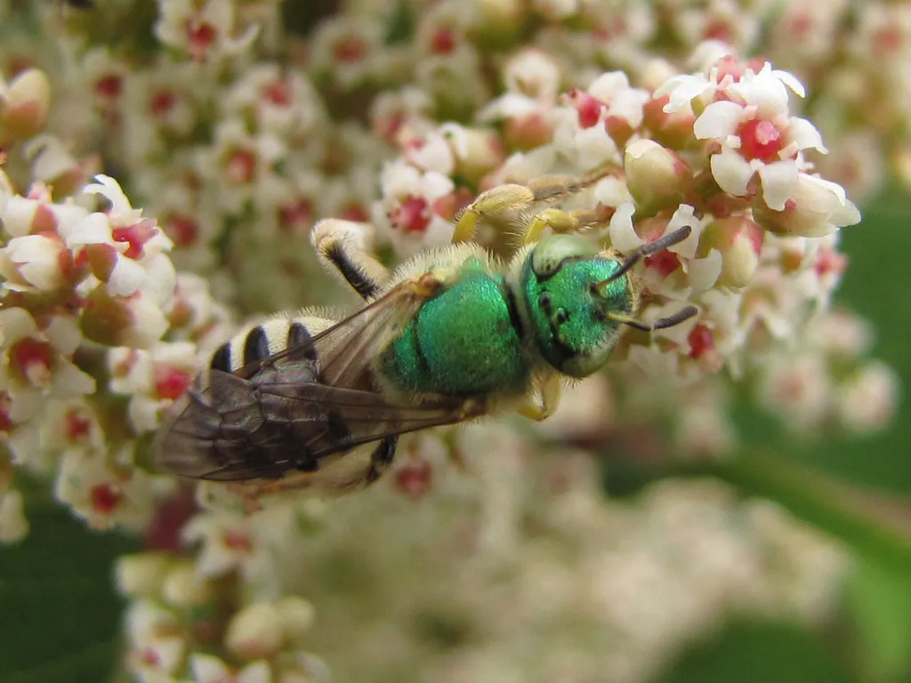 Honey-tailed Striped Sweat bee