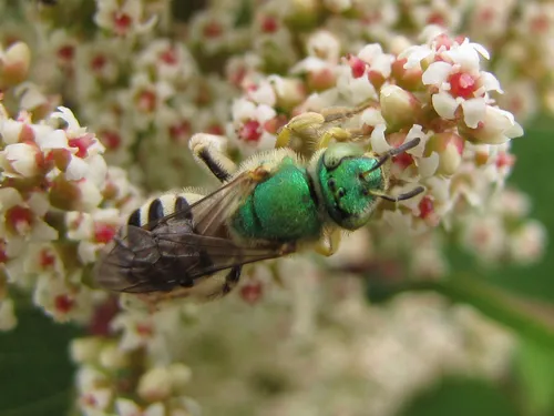 Honey-tailed Striped Sweat bee - photo 2