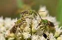 Agapostemon obliquus