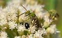 Agapostemon obliquus - photo 2