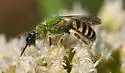 Agapostemon obliquus - photo 3