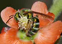 Agapostemon obliquus - photo 5
