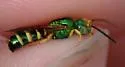 Agapostemon poeyi - photo 2