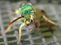 Agapostemon poeyi - photo 3