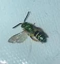 Agapostemon poeyi - photo 4