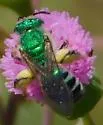Agapostemon poeyi - photo 5