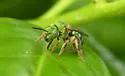 Silky Striped Sweat Bee