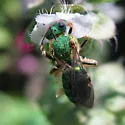 Silky Striped Sweat Bee - photo 2