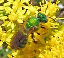 Silky Striped Sweat Bee - photo 3