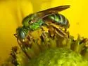 Silky Striped Sweat Bee - photo 4