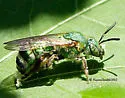 Silky Striped Sweat Bee - photo 5