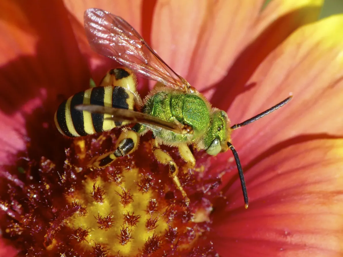 Brown-winged Striped Sweat bee