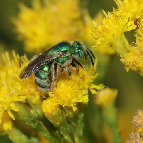 Fine striped sweat bee
