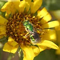 Texas Striped Sweat Bee - photo 2