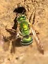 Texas Striped Sweat Bee - photo 3