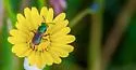 Texas Striped Sweat Bee - photo 4