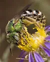 Agapostemon tyleri