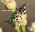 Agapostemon tyleri - photo 2