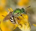 Agapostemon tyleri - photo 3
