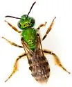 Agapostemon tyleri - photo 4