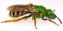 Agapostemon tyleri - photo 5