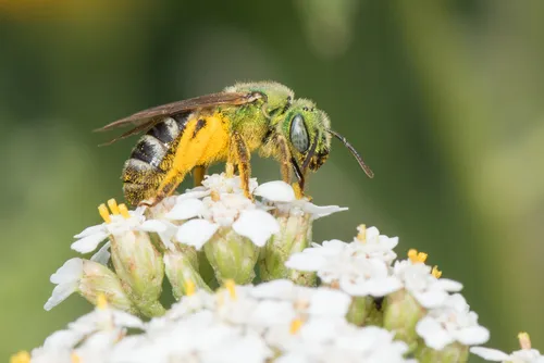 Bicolored Striped Sweat Bee - photo 3