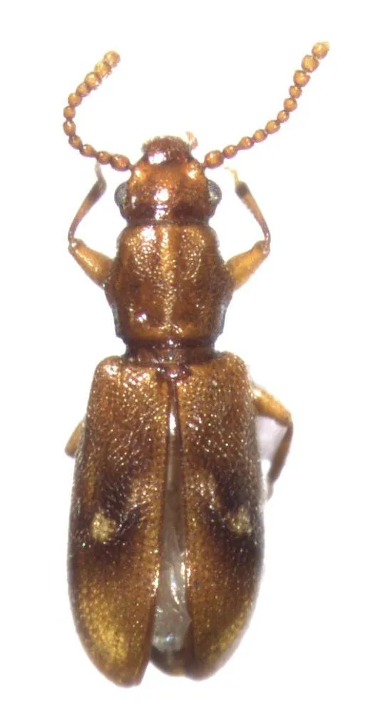Agapythidae - photo 3
